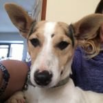 NWDogRescue's tweet image. 🐾LITTLE MISS P🐾 needs a furever home for 2018 
Will you RT to help find it please?
Enquiries via website findingfureverhomes.org.uk/dogs/little-mi…