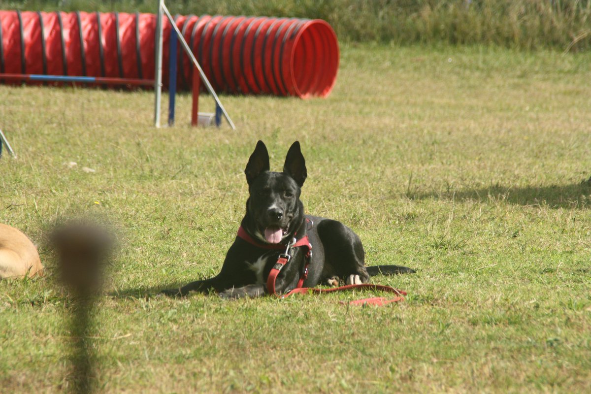 mynameislou_'s tweet photo. @faunusdog #CalendarioDogtimista en clase de agility https://t.co/u1Uw5FtJLq