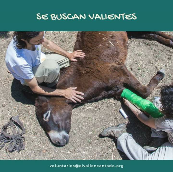 madrid_vegano's tweet photo. 📣 Voluntarios ➡ @elvallencantado necesita con urgencia voluntarios para diferentes tareas. Si puedes colaborar #Madrid #antiespecismo #santuariosdeanimales #vegan 🐾💚 ⬇⬇⬇⬇⬇⬇⬇ https://t.co/y46Vv2uDzX