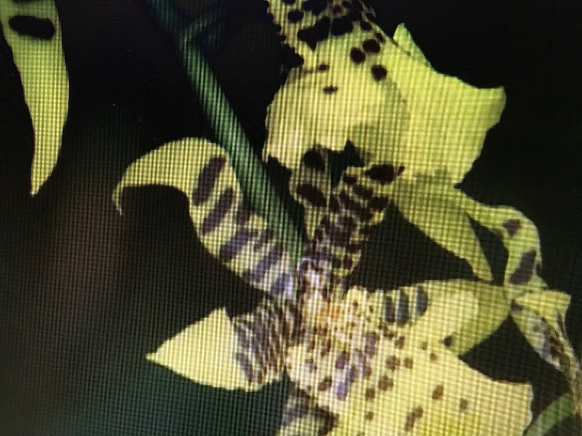 beverly_zim's tweet photo. Project to Save 1,000,000 Endangered Orchids in Florida, Fairchild Botanical Garden, Carl Lewis' leadership, planting seeds no bigger than a tiny piece of dust, begin life in the lab, growing orchids near #extinction, transplanted to wild after 2 yrs,    https://t.co/EkDkCNUH4u https://t.co/iJOI7t8GLl