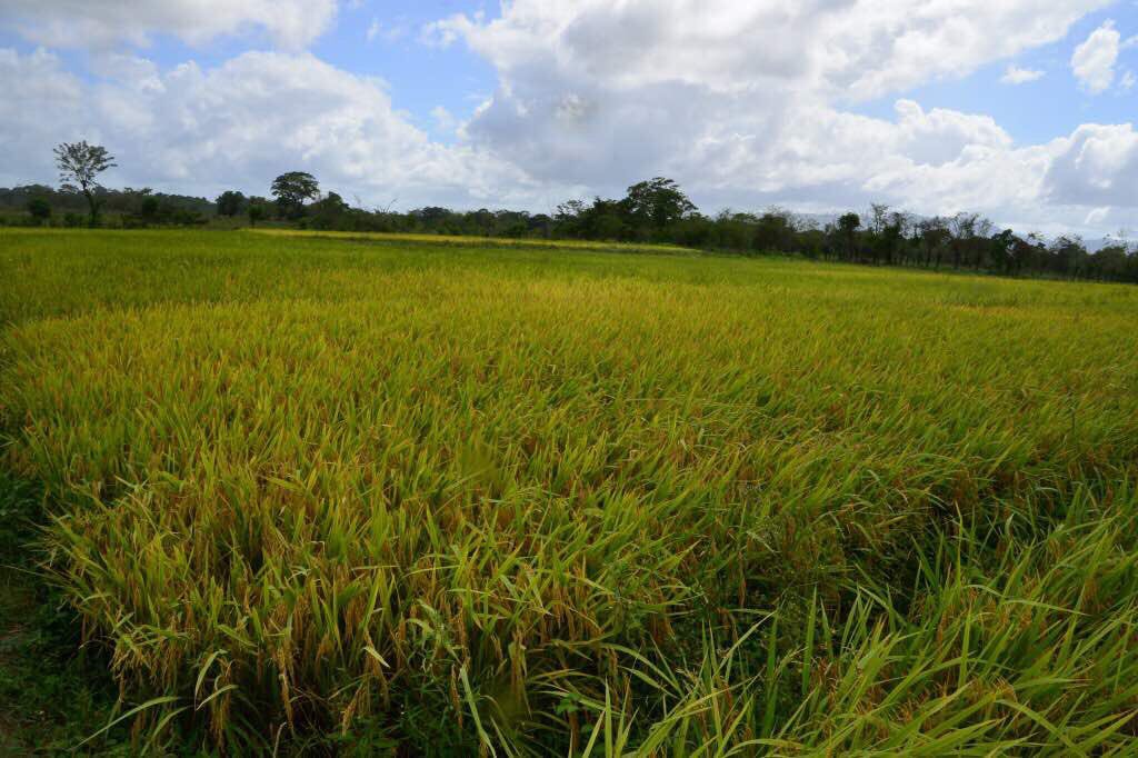 GobiernoYaracuy's tweet photo. Iniciamos la cosecha de cuatro hectáreas de arroz, en el sector La Cero del municipio Manuel Monge| ¡Sigamos adelante Tierra de unión y Trabajo #Yaracuy| @JULIOLEONYARA https://t.co/hPaTXiWQg2