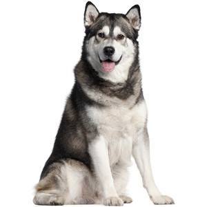 JustLoveDogsToo's tweet photo. ๐ป Here's our top pick for #CuteDogOfTheDay ๐ป
Like, share then post a picture of your cute dog below!
#JustLoveDogs #Dogs #CuteDogs @Justlovedogs https://t.co/Qi3POjmjsw https://t.co/k6Kbdqc8eG