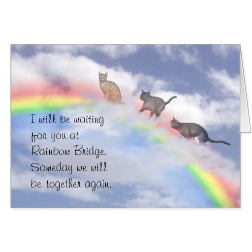 mhmelbourne's tweet photo. @EMTP513 So sorry. She's restored, loving and watching you from 🌈 heaven. Dats why we can't forget them. ❤😿🐾 #luvuforever https://t.co/vZLutSYsUd