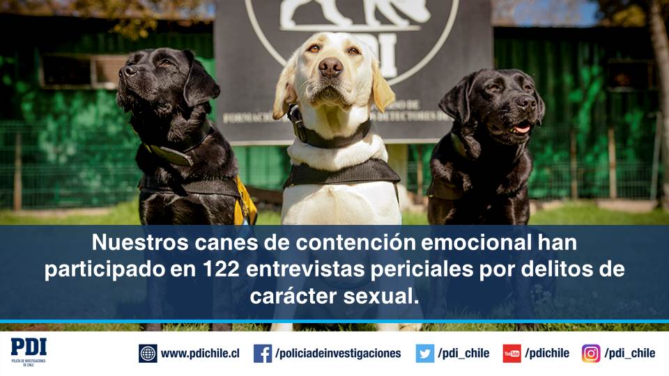 PDI_CHILE's tweet photo. Somos la única policía en Latinoamérica que apoya las labores investigativas con sus canes de contención emocional. #investigarestaensuADN 🐶🔎 https://t.co/3AwxgWQYto