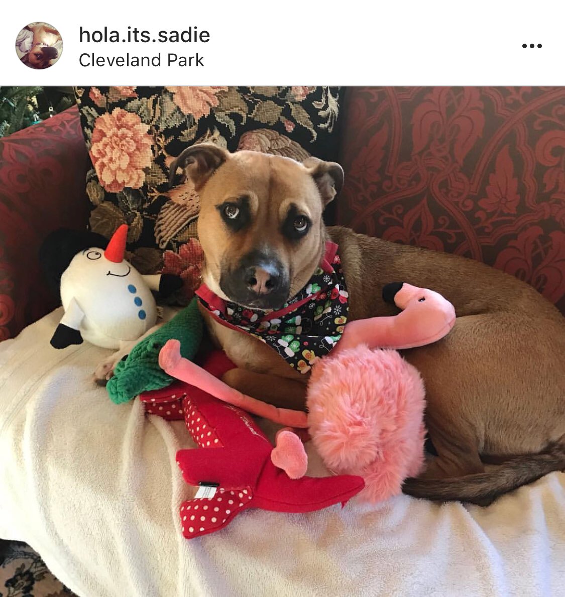 SpottedDogShop's tweet image. 2018, we see you! Thank you @hola.its.sadie for this adorable picture and Happy New Year! #etsy #dogbandana #bestcustomers #customerlove #dogsofinstagram 🍾🍾🍾