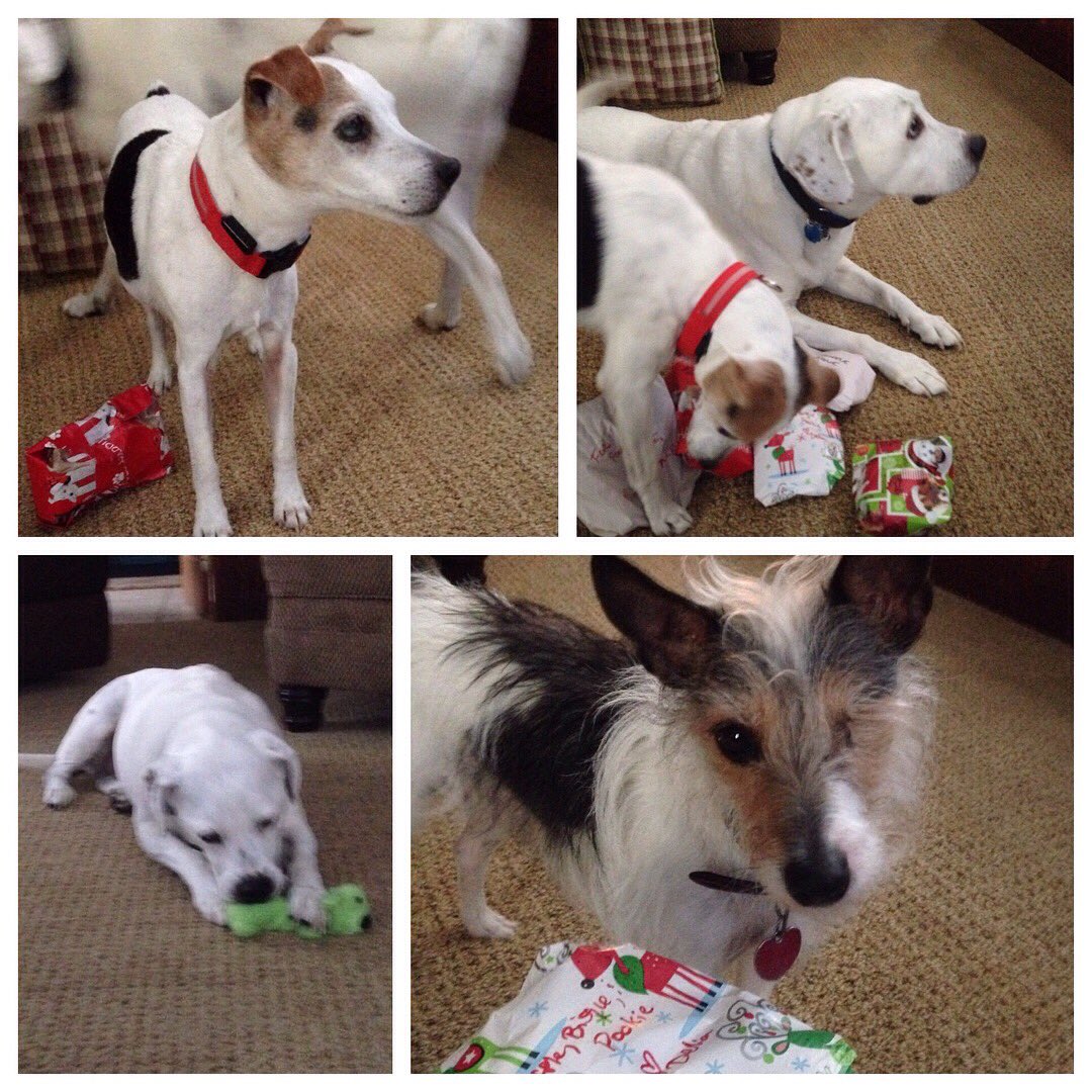 squicklesaintly's tweet photo. Merry Christmas from the puppers!  They tried really hard to be good all year, &amp; Santa brought milkbones &amp; toys! Sending love to you all! ❤️🎅🏼🐾❄️💙 https://t.co/QezBmVl4m1