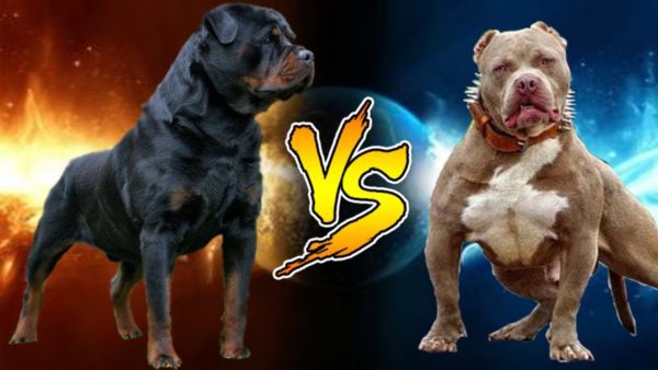 rottweiler fights pitbull