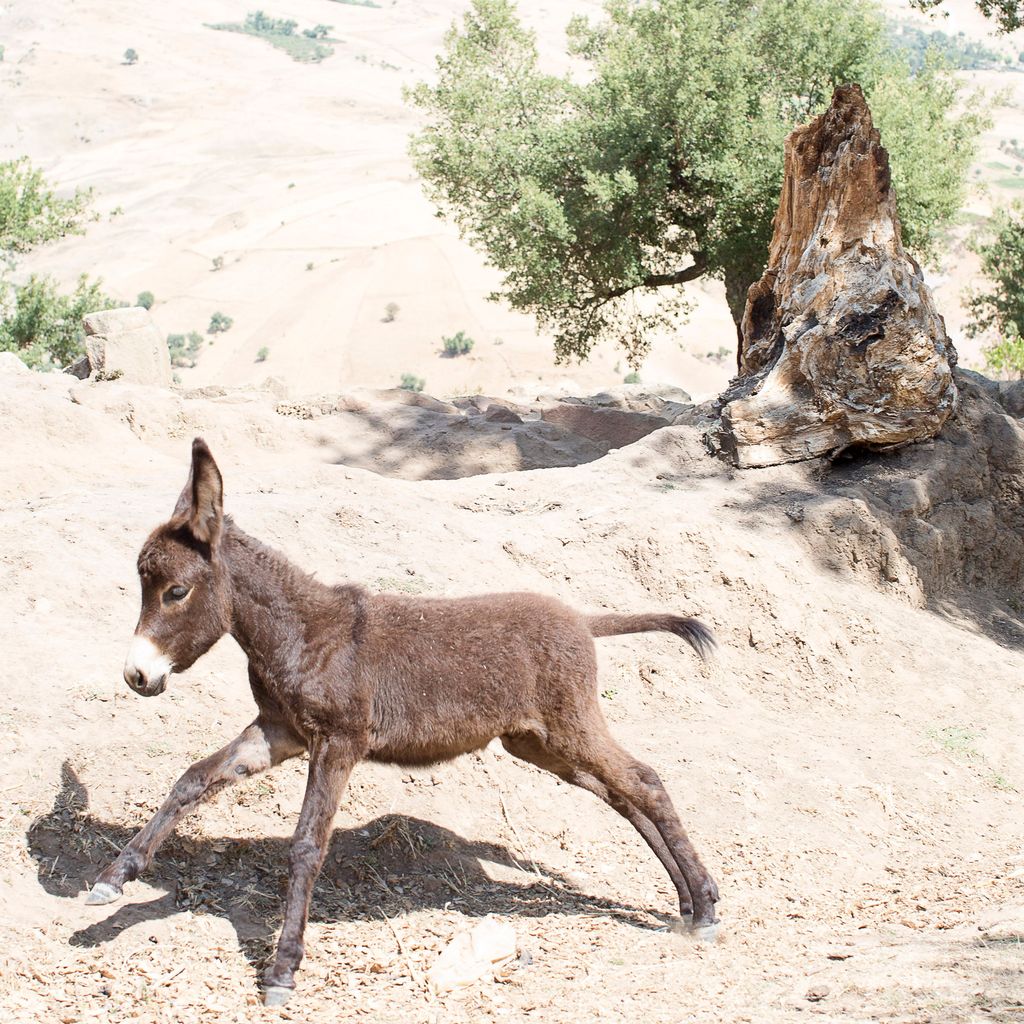 What’s the first word that ‘springs’ to mind when you look at this beautiful little guy? #foal #cute #happy