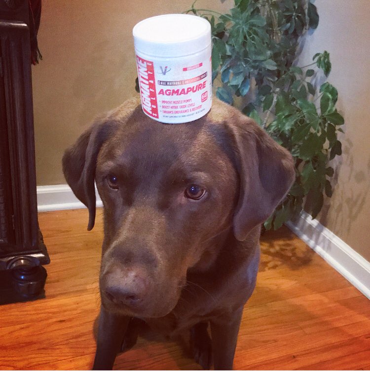 SammiSweetheart's tweet photo. Today’s featured product is AGMAPURE! Great for endurance &amp; recovery! @thestrengthspot click here to shop: https://t.co/hxsN8fdQp0 https://t.co/YvrpCzhLoG