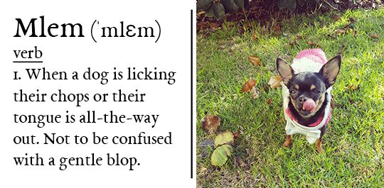KoolSkinz's tweet photo. Do you know the difference between a #bork, a #boof, and a #boop? How about a #woofer, a #floofer, and a wrinkler? If not, now is the perfect time to learn some #DoggoLingo! https://t.co/w2GWEUnbI4 https://t.co/H1SRn7xWul