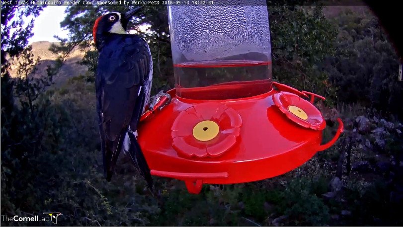 MPBirdCam tweet picture