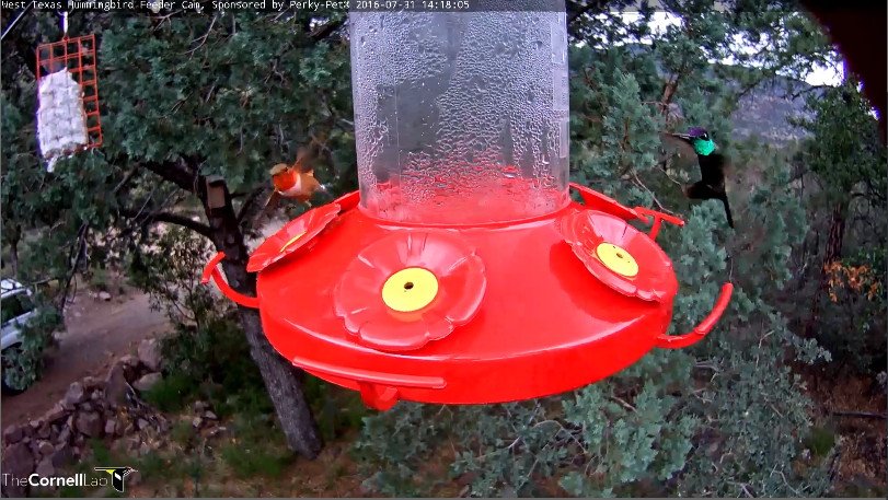 MPBirdCam tweet picture