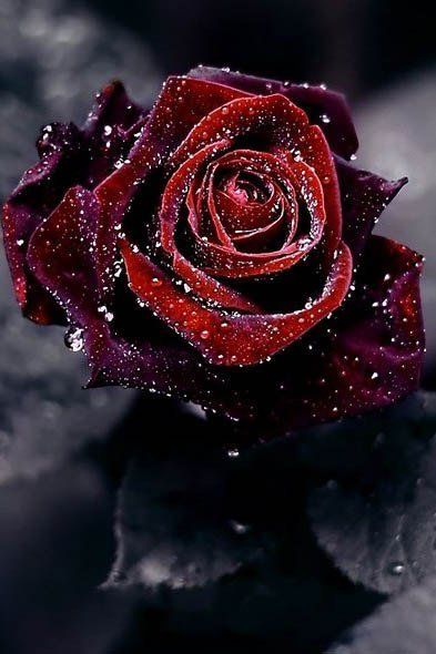 Brigitte Wiechert (@seeigelchen) on Twitter photo 