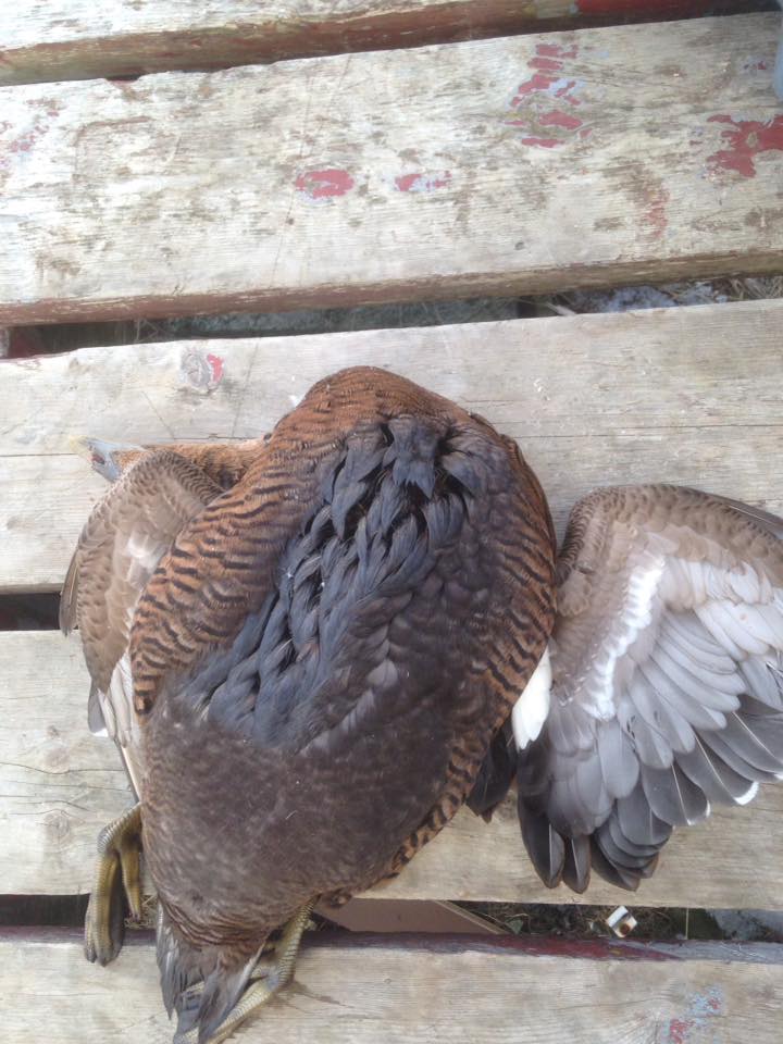 CarolynRParsons's tweet photo. oiled duck hunted Christmas day in the vicinity of Manolis L @Scott_Simms @DLeBlancNB #chronic #oilspill #manolisl #stillleaking @CCG_GCC https://t.co/3AzhLVjMOH