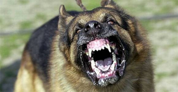 K9_Dan's tweet photo. AS A FORMER K-9 DOG TRAINER I THINK IT IS SAD WHEN THE MEAN COWARDLY SICK BULLYS ABUSIVELY TRAIN A DOG TO BECOME MEAN AS A MEANS OF PROTECTION ~ TO MY MIND WHEN CAUGHT THEY SHOULD BE CHARGED WITH A DEADLY WEAPON ~ I ALWAYS SAY SHOW ME THE DOG YOU WILL SHOW ME THE OWNER ~ POOR DOG https://t.co/h7QrWTe5SE