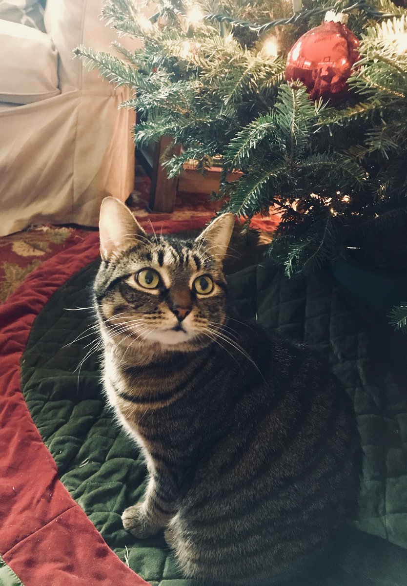 DenalitheCat's tweet photo. #destroythechristmastree https://t.co/SIQmycKmPe