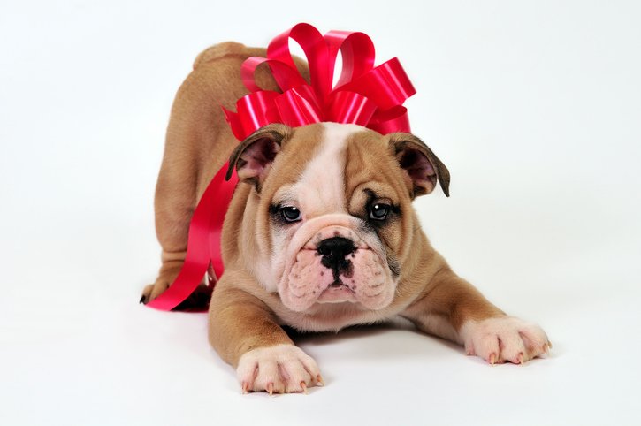 NVEmergencyMgmt's tweet photo. #Celebrate the #holidays with your #FurryFamily safely! Always wash your hands after touching puppies, dogs & their poop. #Watchyour pets to ensure that don't eat the certain food, plants or decorations. Remember to take your pets to the vet for check-ups. https://t.co/Ymdbw55trS https://t.co/WM6mf2otP9