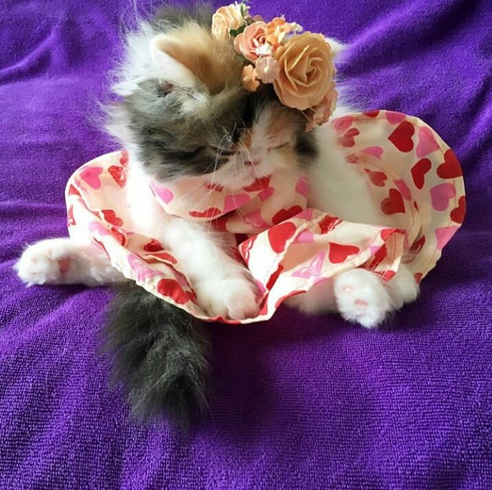 Animalslover14's tweet photo. New clothes👗😍😘 https://t.co/NSWi9Hamar