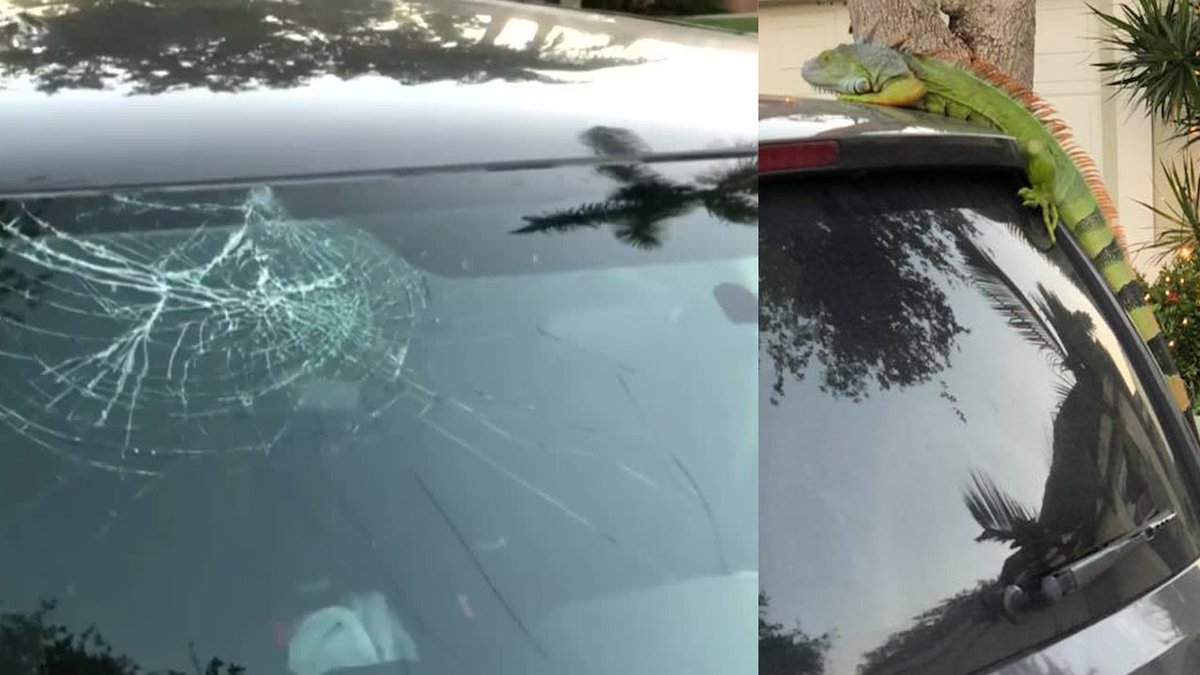 Iguana falls from sky, lands on Local 10 News photojournalist's minivan bit.ly/2pWnegD?utm_so… https://t.co/TFzduShSQ4