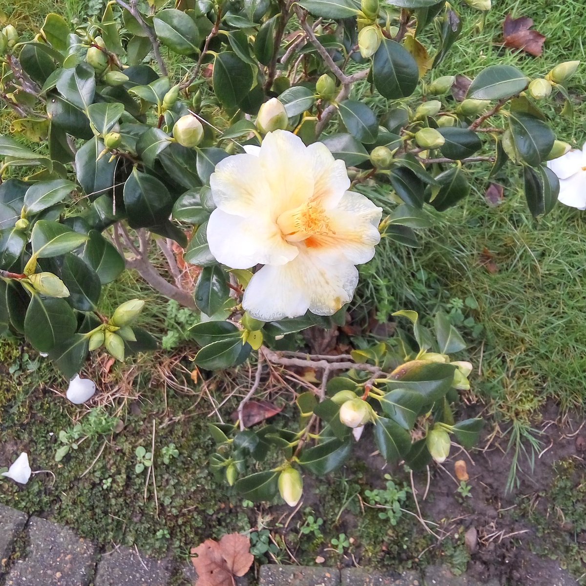 AJBlakey's tweet photo. Late December and plants flowering, what is going on. https://t.co/XyIxjs5d2s