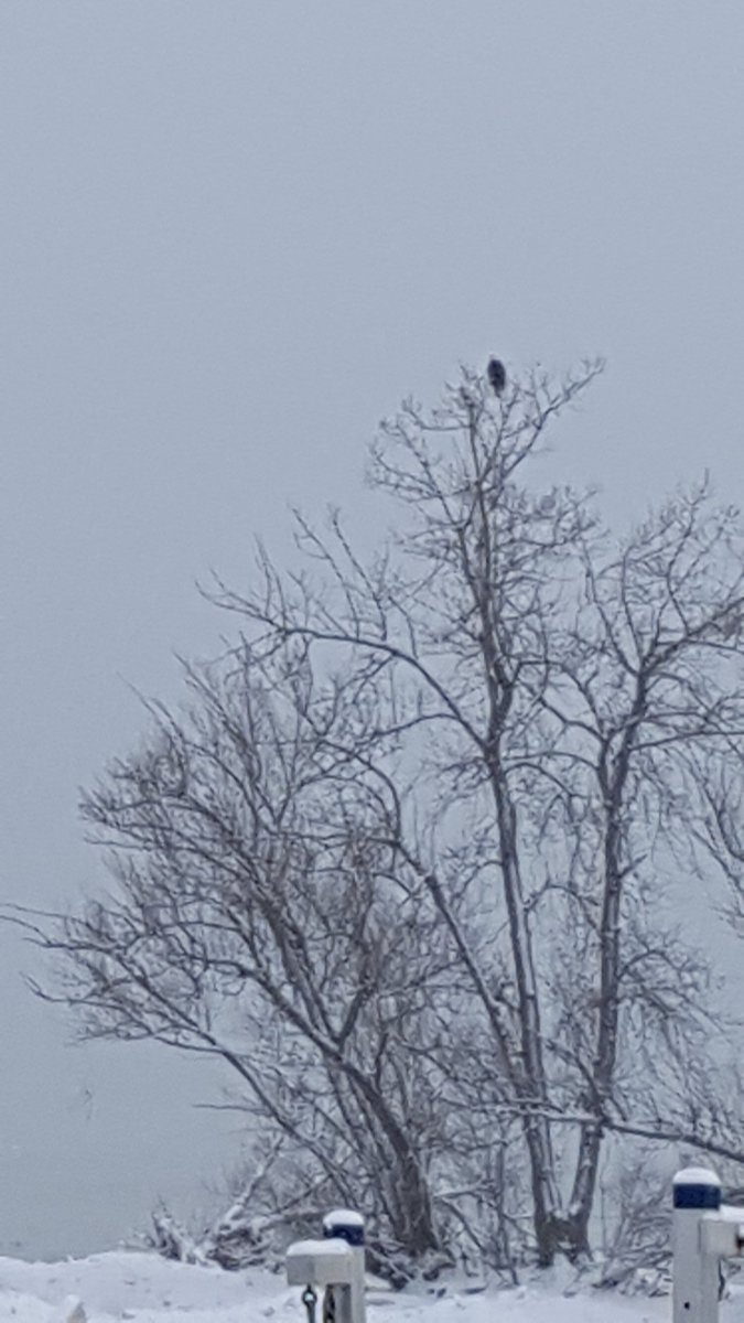 RareCat's tweet photo. May you always be showered with the warmth of God's love and blessings. #HappyNewYear2018 #EagleSighting #RoundPondJetty #BeattieBeach #LakeOntario #ROC #FF @whec_rcaniglia @JeremyKappell @BarryVee @rochester @tpmedia @whec_SLaRocca @CynthiaBenjamn @Tavi59 @mhennessy5 @daselin 😍 https://t.co/BasMLPKk8y