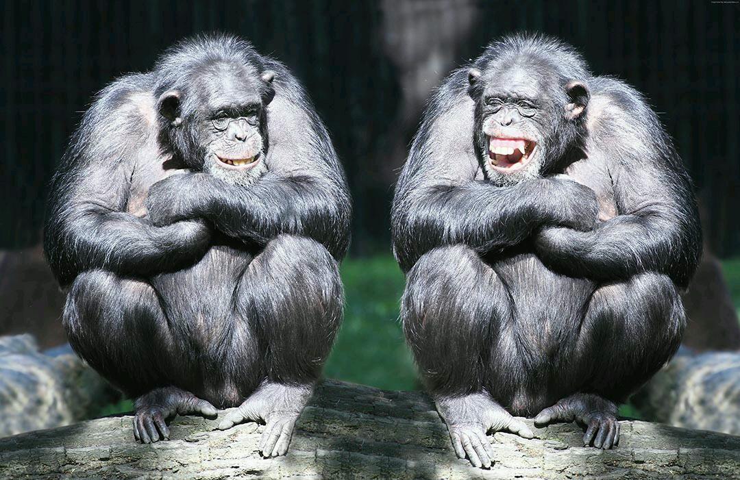 Animal Plnat tweet media