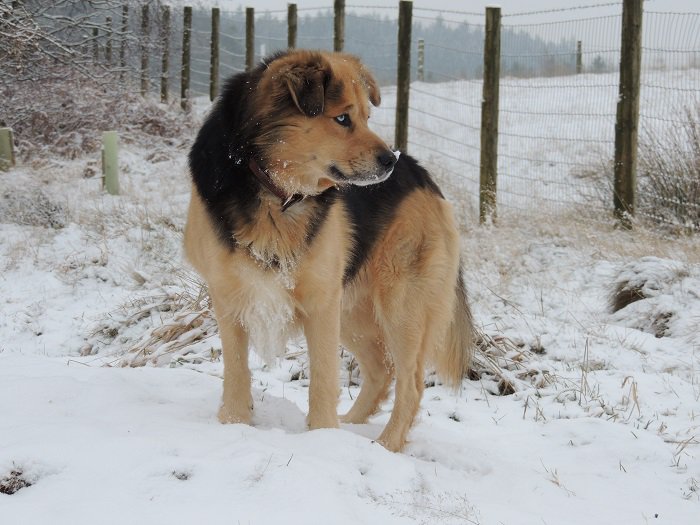 FollyTopArt's tweet photo. Who's a beautiful boy today? #dogsoftwitter #husky X #collie https://t.co/Z2qlpEZyvO