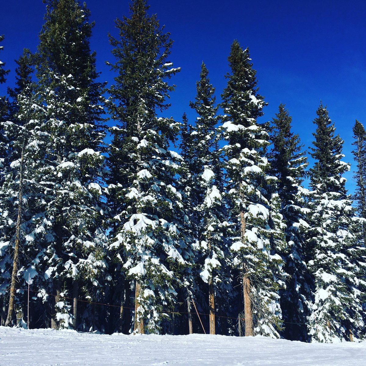 D2DSkis's tweet photo. Beautiful 🐦 day in #Steamboat. #D2DSteamboat ##D2DbyChristySports #D2D #skirentals #Colorado #skirentals #snowboardrentals #rentaldelivery #skiing #snowboard https://t.co/9jinJTWb08