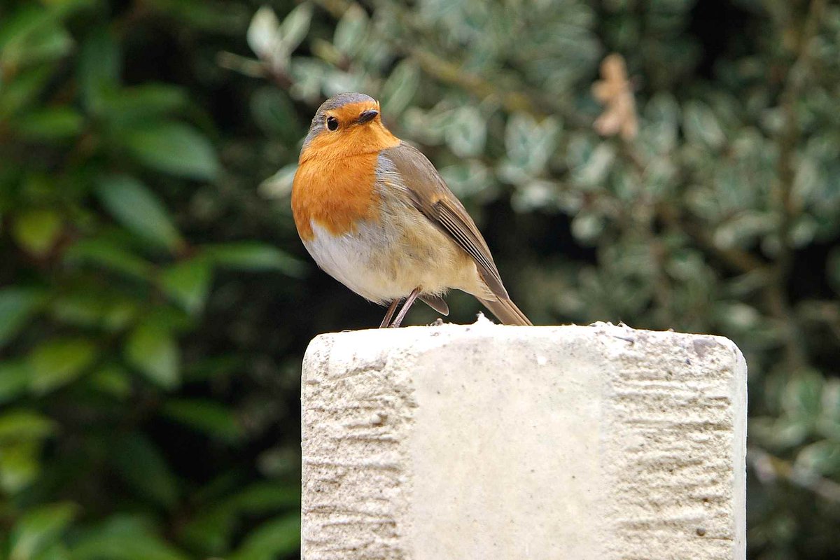 Discover how to create a garden that will be attractive to birds - from choosing the right plants, to putting out food: gardenersworld.com/plants/plant-i…