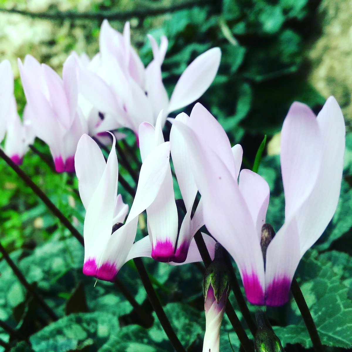 CBTYRetreats's tweet photo. Walking and being present in each moment;
to each flower, sound and  smell 🌸🌿🐦#mindfulness #presentineachmoment #hereandnow  #beautifulflowers #comebacktoyourselfretreats #yogaandnatureretreat  #walkingmeditation #natureisbeautiful #yogaanddivingholidays https://t.co/jm9eJ8NFqc