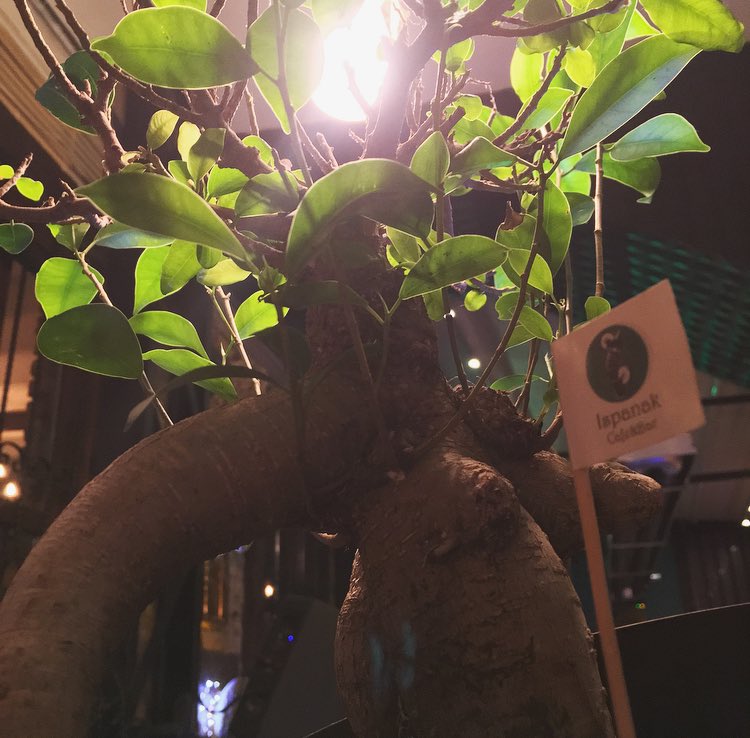 İyi eğlenceler , hep beraber.. Cumalar
#sun #gunes #bar #taksim #cumalar #art #artsun #arttree