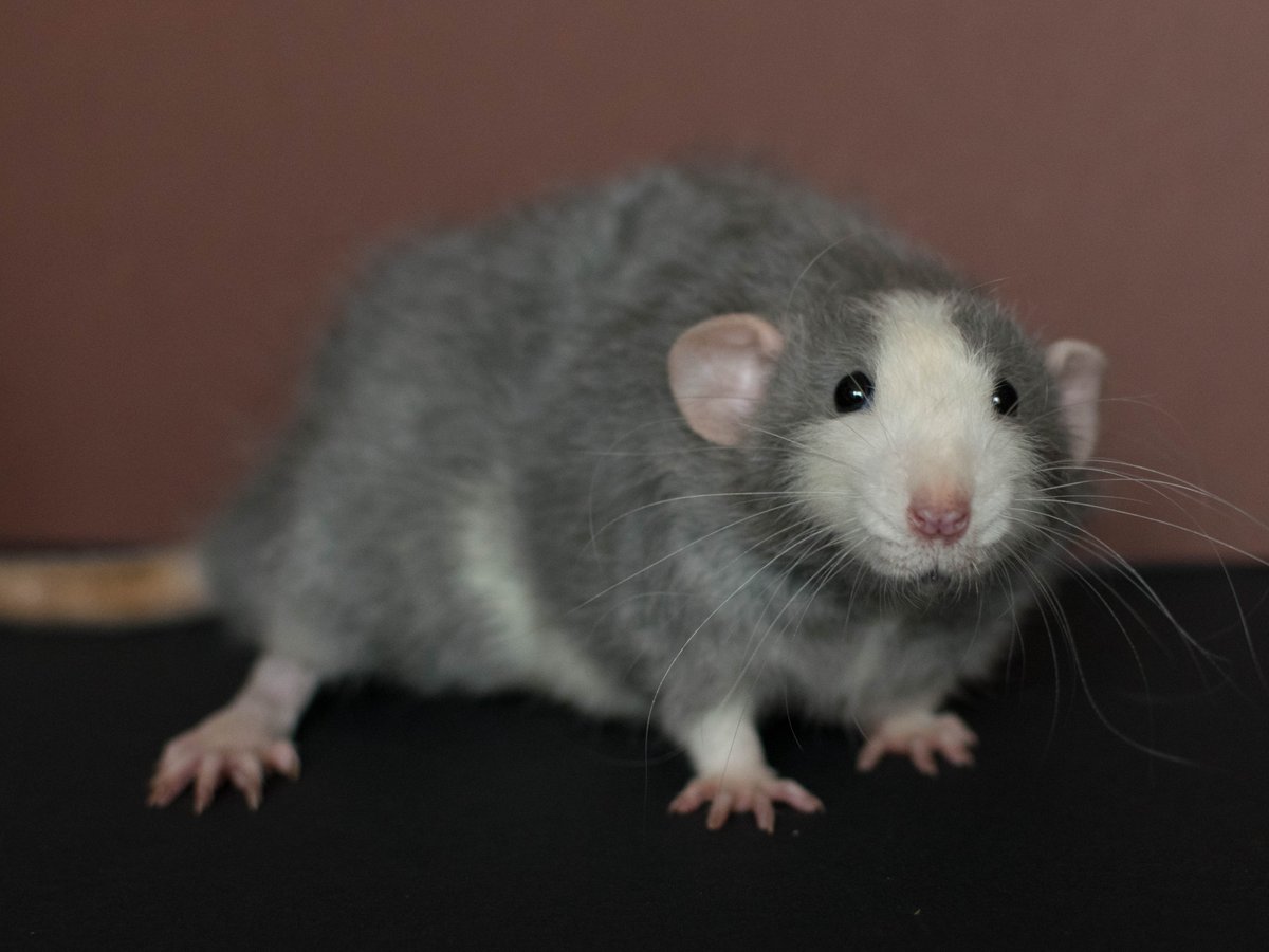 Lancelot <3 #rat #fancyrats #ratpets #ratoftwitter #ratowners #rattery #cuteanimals