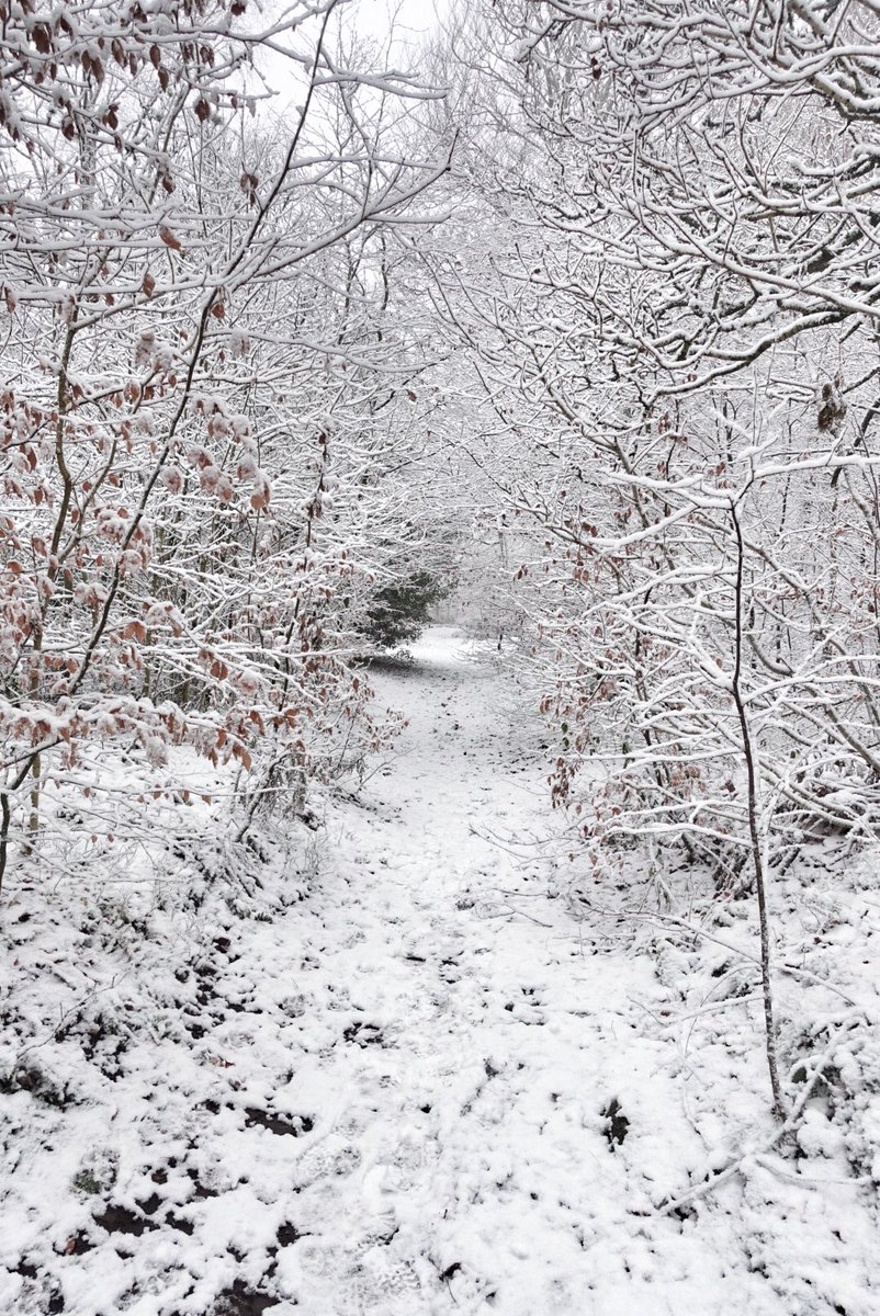 Caroline Langfield (@caroannlang) on Twitter photo It was Narnia out there today #Penrith #SnowWatch #GloomandGlow <a href="/meandorla/">Sara Tasker</a> so peaceful , so still perfect for this winter mood between Christmas and New Year It was Narnia out there today #Penrith #SnowWatch #GloomandGlow <a href="/meandorla/">Sara Tasker</a> so peaceful , so still perfect for this winter mood between Christmas and New Year