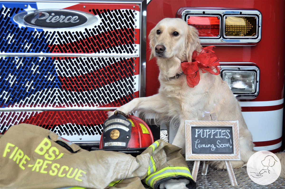 paws4vets nonprofit tweet media