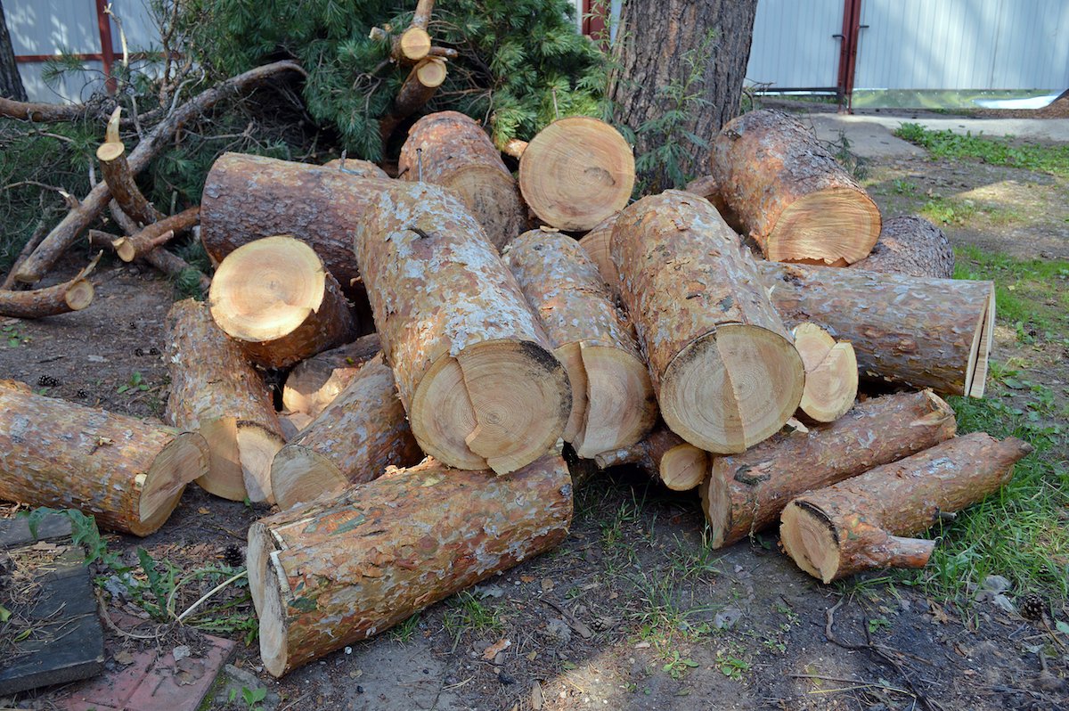 YourWayTreeServ's tweet photo. Are there dead trees on your property?
https://t.co/LpEHGXctRC
#treeemoval #yourwaytreeservice #emergencytreeservices https://t.co/L8eXMoROHS