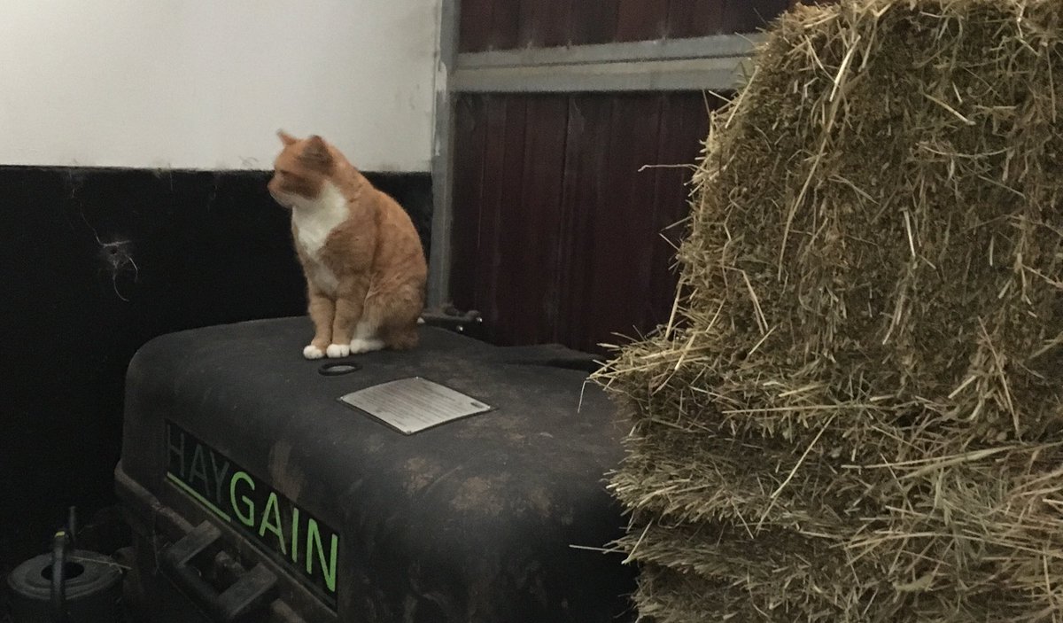 HoyEventing's tweet photo. Mr Garfield has taken up a close relationship with our @HAYGAIN machine - even though he loves it for  different reasons than our horses do!😉 #CatHeater #HaySteamer #NoDust #FeedingPerformance https://t.co/NWeoTkhLe0