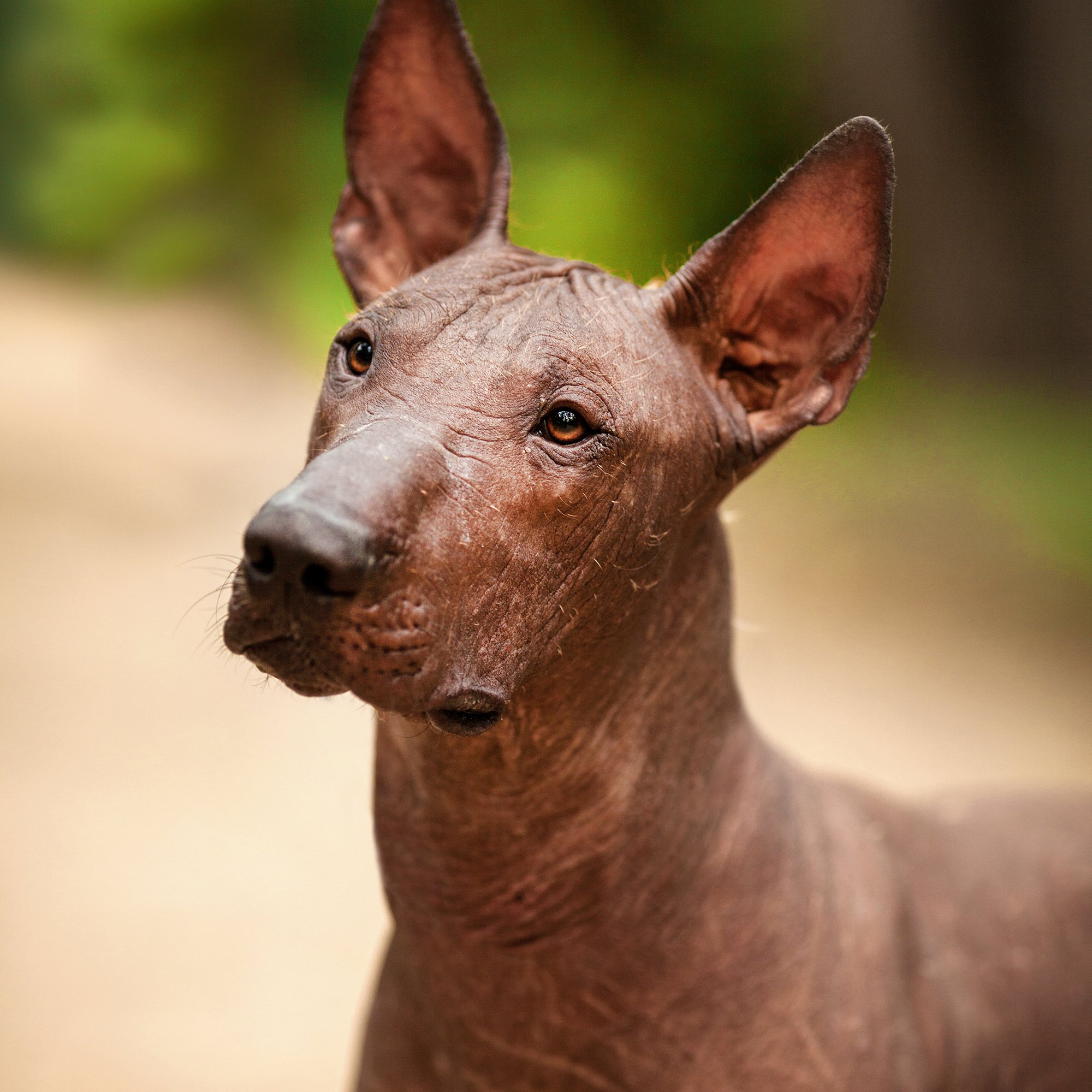 Animal on Twitter "It�s the xoloitzcuintli! Or xolo for short