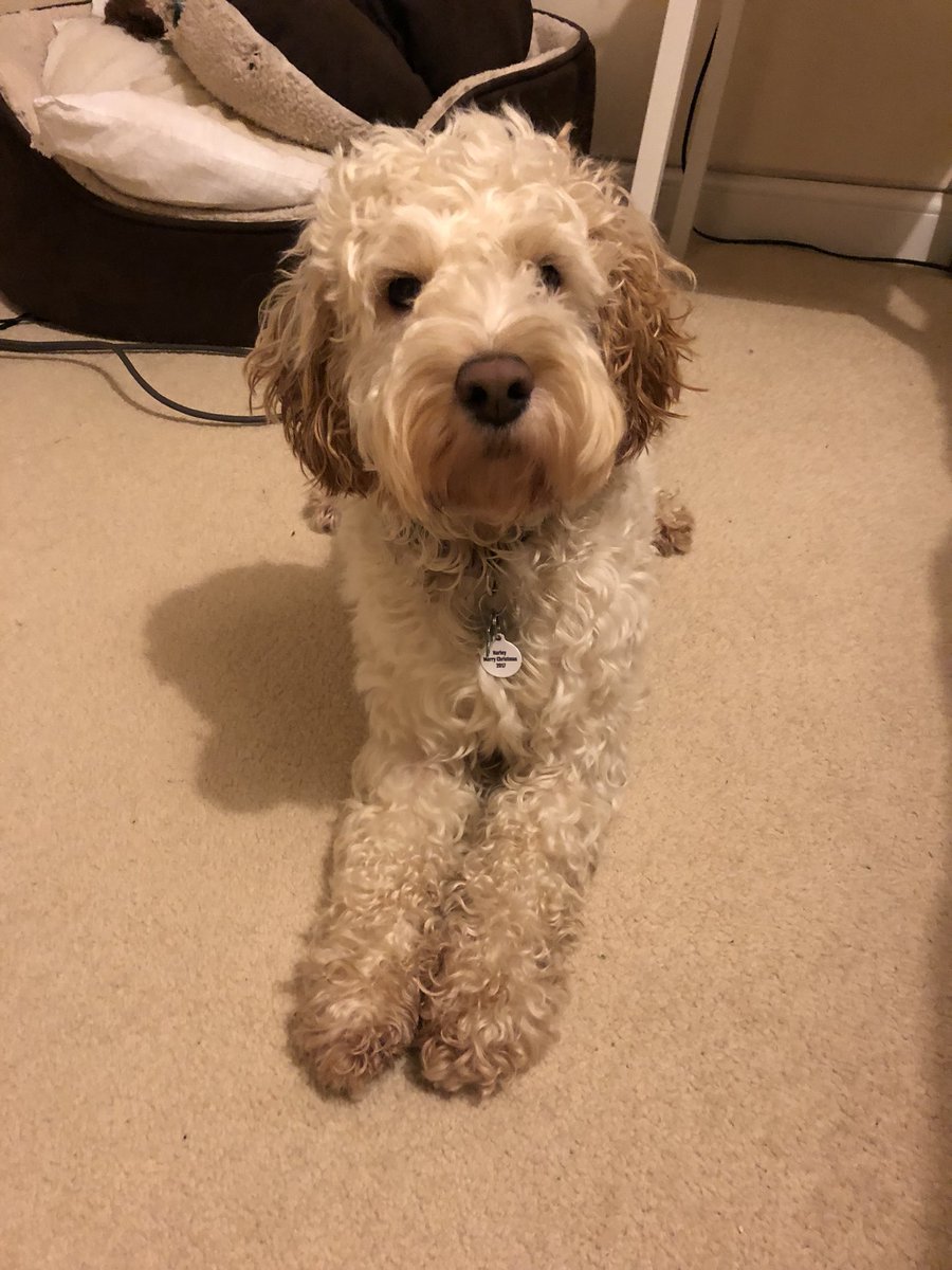 HarleyLedwidge's tweet photo. Ive has a busy day today. I’ve helped daddy at work, played football, had a shower and now it’s nap time with my mummy #dogslife #dogsatwork #football #groundsdog #toycockapoo #dogsoftwitter 🐶🌱⚽️ https://t.co/SZh1RsBbGL
