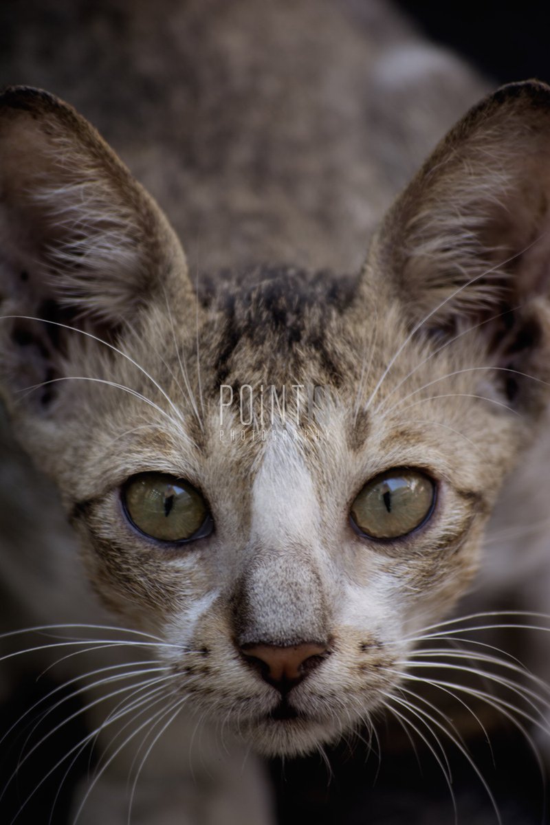 Point9Photos's tweet image. Arabian Cat