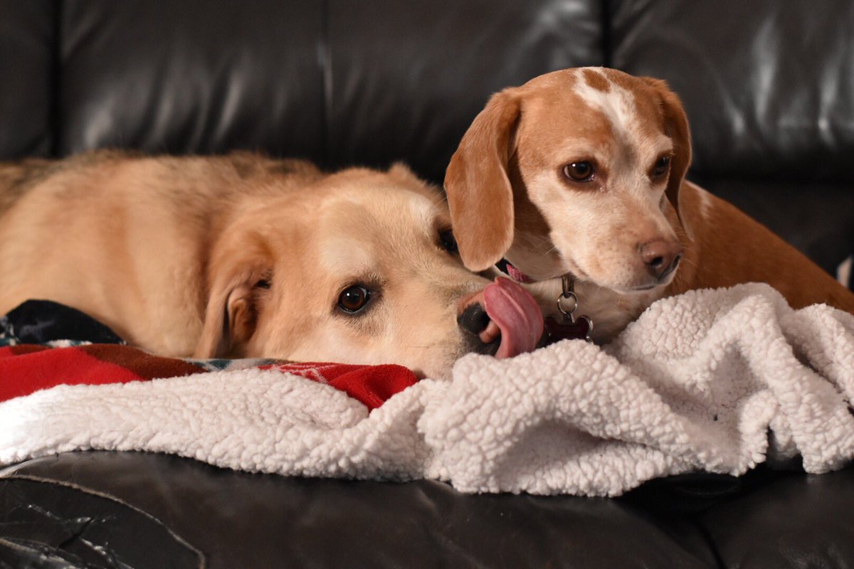 lindork's tweet photo. Have really enjoyed spending extra time with my furbabes this holiday season. โค๏ธ #LetsLiveBig #PurinaPetPeople #sponsored https://t.co/gqu8nnyMUg