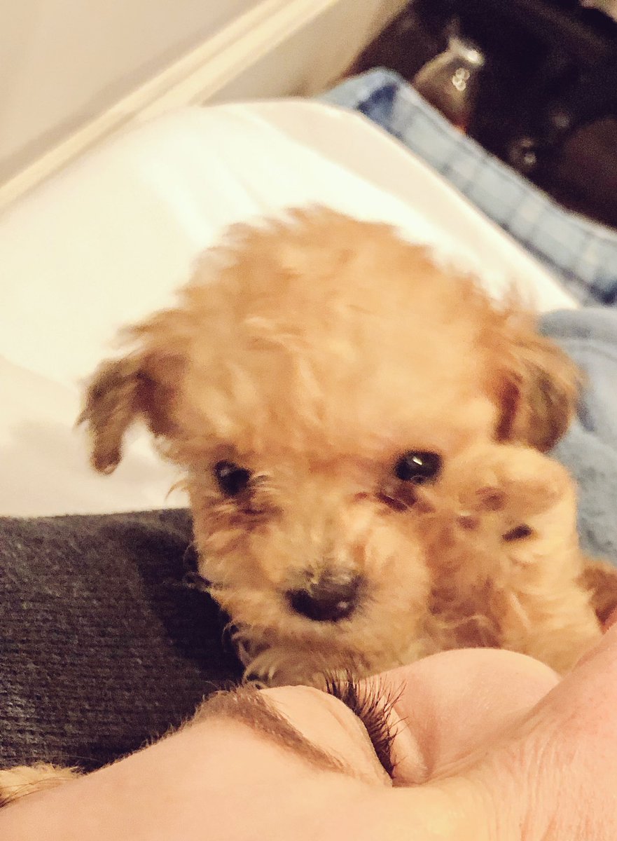 groovyfloww's tweet photo. Me: "who's a good boy?!"
Teddy: https://t.co/KztrLyL07C
