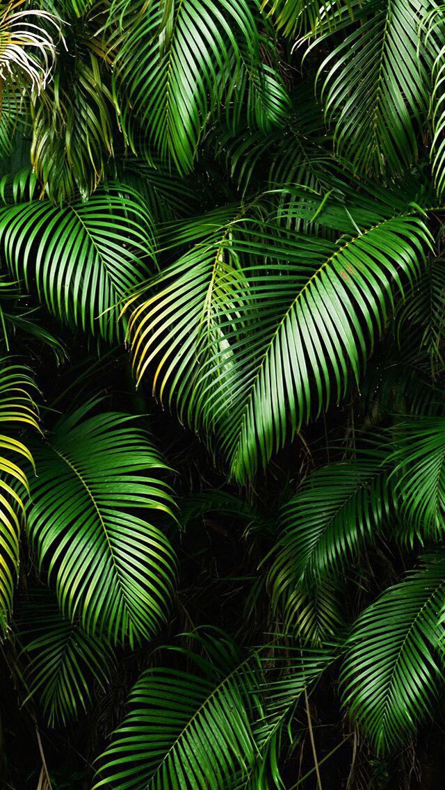 wallpaper_br's tweet photo. 🌴 (fav se gostar) /B https://t.co/tM2B8wX6kn