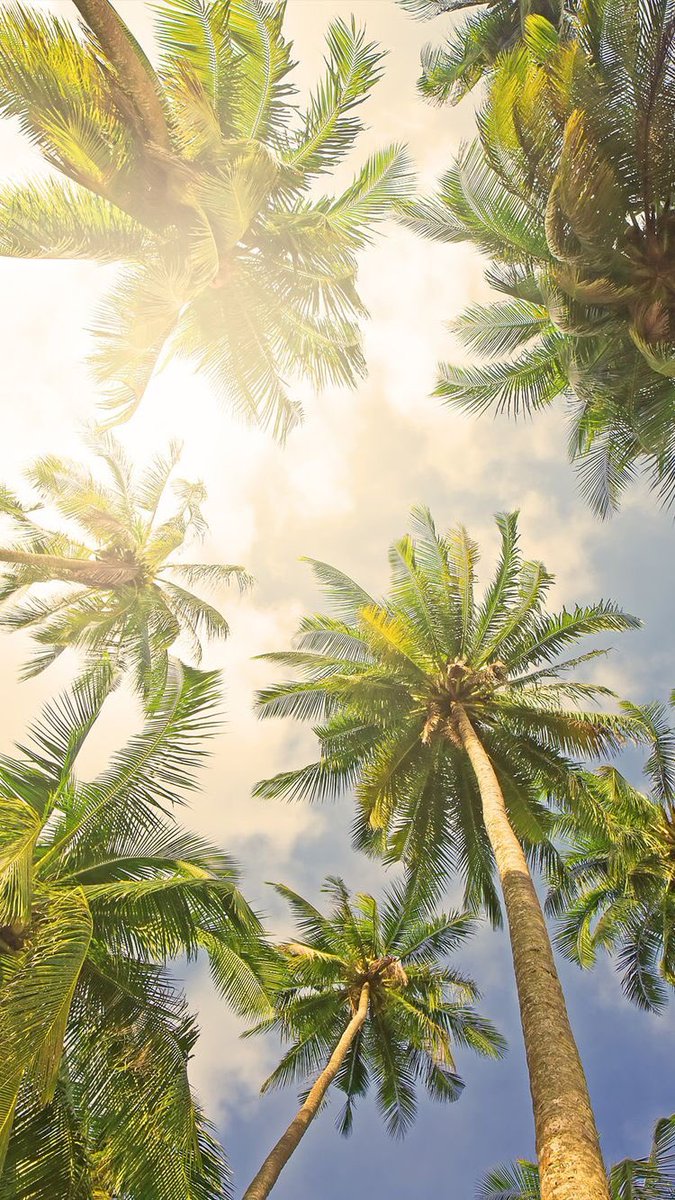 wallpaper_br's tweet photo. 🌴 (fav se gostar) /B https://t.co/tM2B8wX6kn