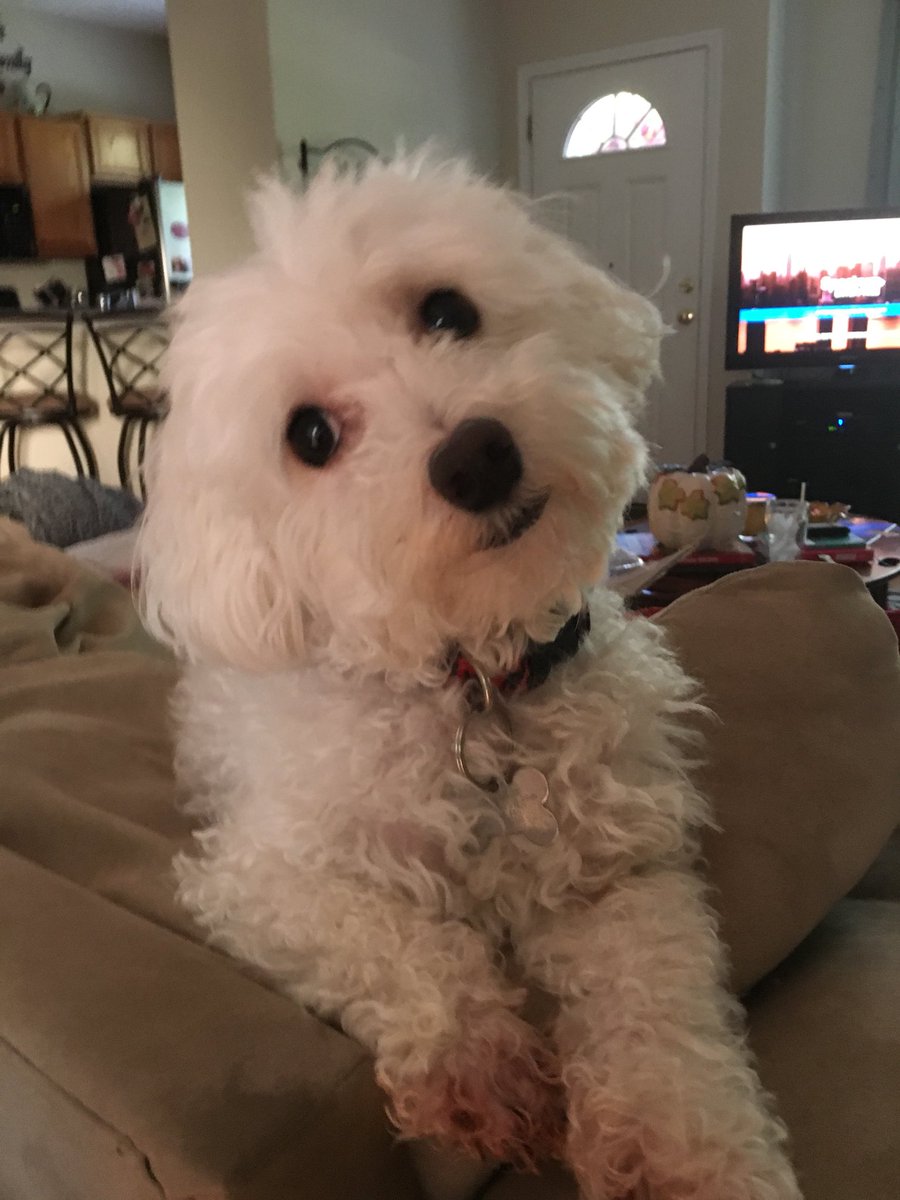 LopezABC11's tweet photo. A North Raleigh woman is pleading for your help after her home is burglarized and her dog, Zaxby, goes missing. She’s asking folks to share his pictures, hoping someone will spot him. Please email FindZaxby@gmail.com if you have info.
#ABC11 https://t.co/23oujca2s7