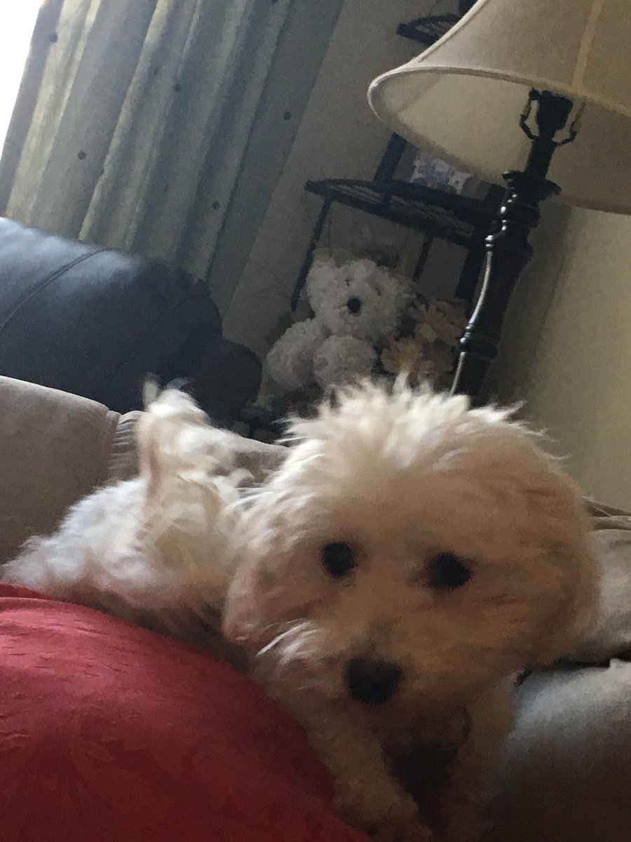 LopezABC11's tweet photo. A North Raleigh woman is pleading for your help after her home is burglarized and her dog, Zaxby, goes missing. She’s asking folks to share his pictures, hoping someone will spot him. Please email FindZaxby@gmail.com if you have info.
#ABC11 https://t.co/23oujca2s7