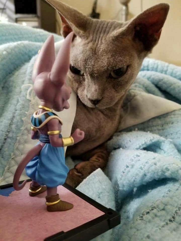 gokuvsmajinbuu Dragon Ball Z Hairless Cat Beerus Dragon Ball Wiki Fandom Cooler appears in