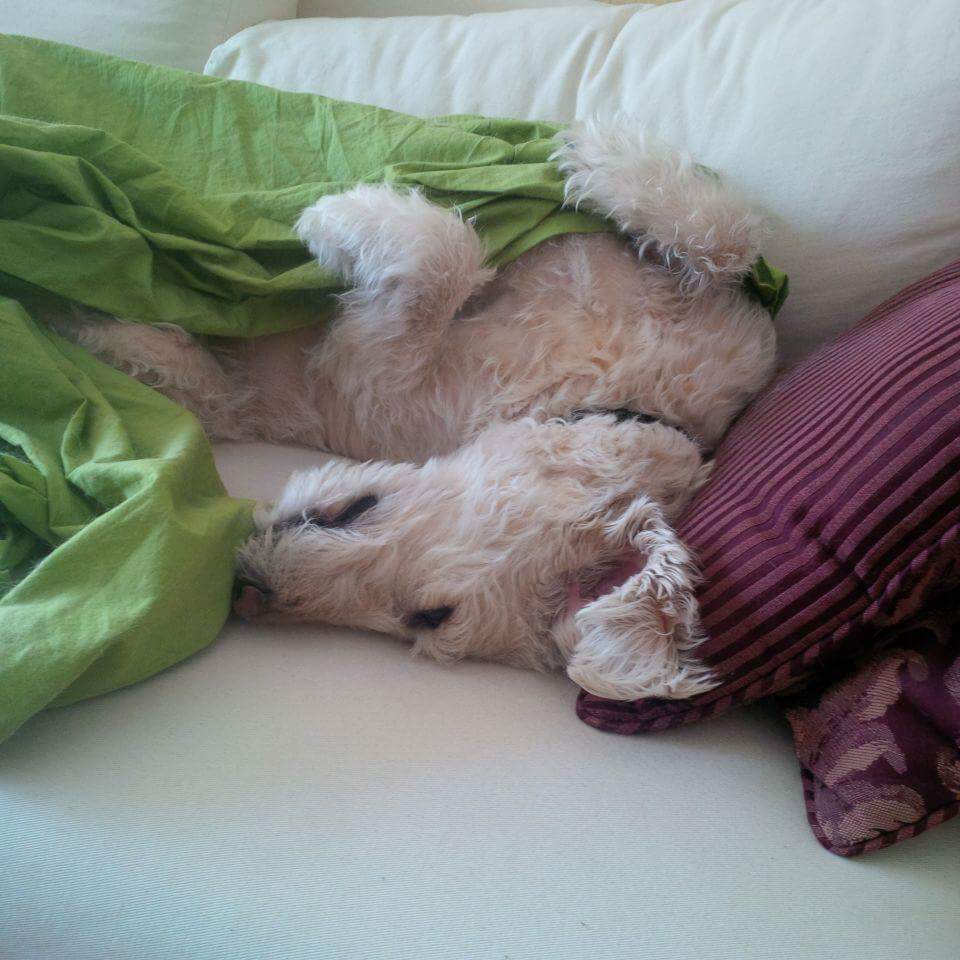 cdnusboy's tweet photo. Someone rather enjoying her long winter's nap.
#dogsoftwitter #winternap https://t.co/LD8yPcPMlz