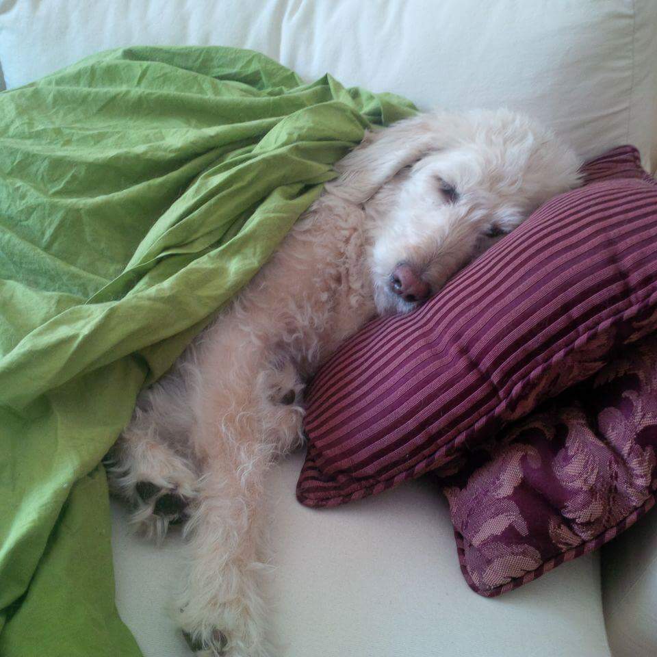 cdnusboy's tweet photo. Someone rather enjoying her long winter's nap.
#dogsoftwitter #winternap https://t.co/LD8yPcPMlz