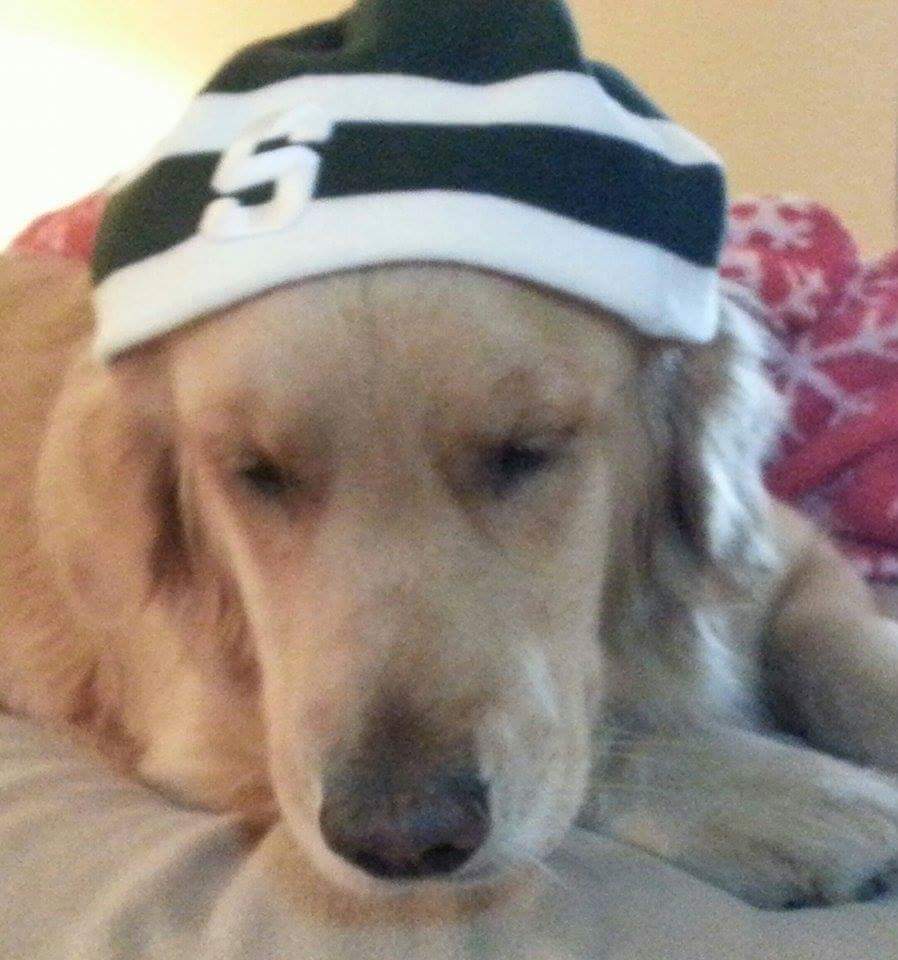 thegooddoggy's tweet photo. 💚 #MSU #HolidayBowl #goldenretriever @JustGoldens
@goldensglee @AlllGolden  @SugarTheGoldenR @CuteGoldens @thedailygolden 
@iheartgoldenret https://t.co/VGCZ8BMbYQ
