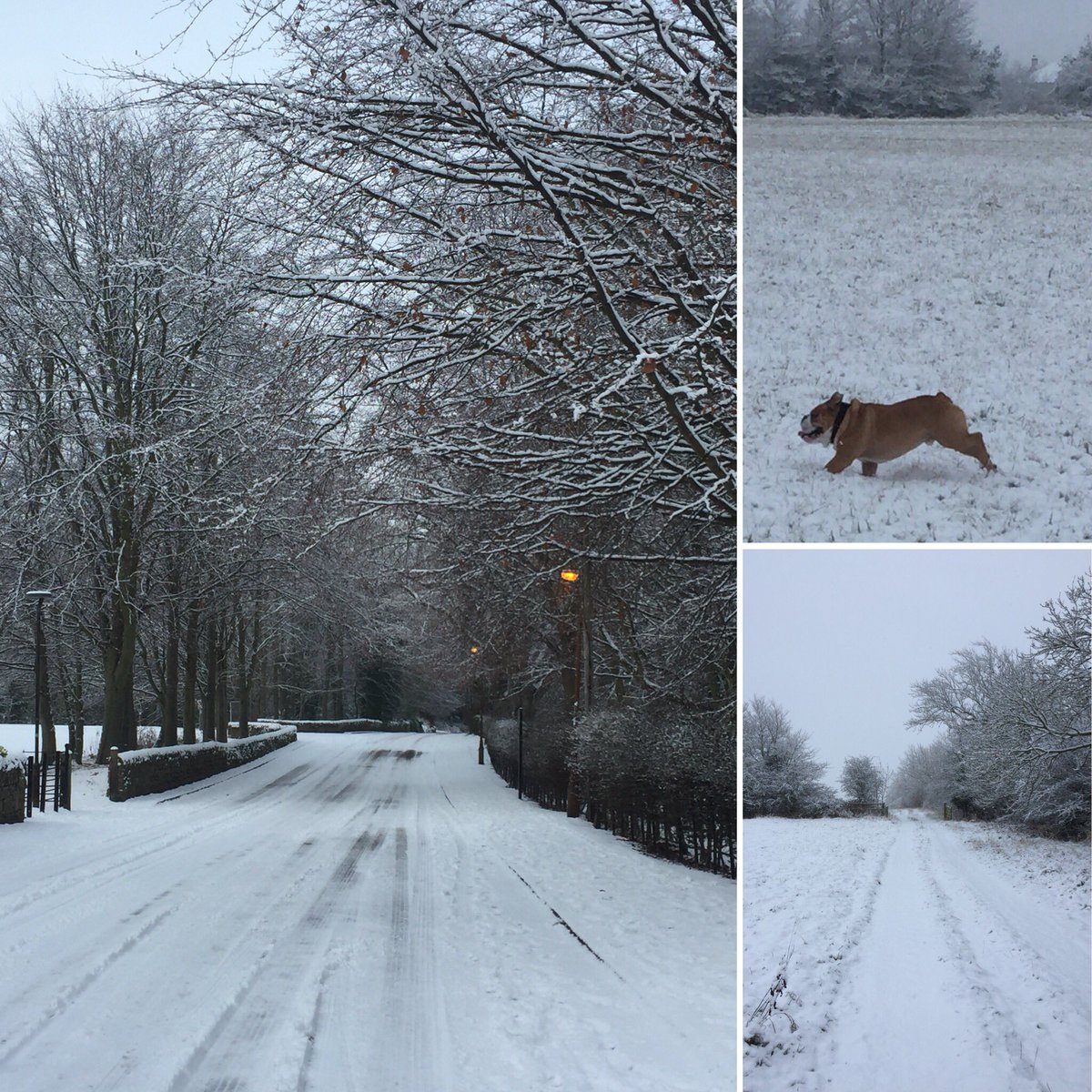 northshoregifts's tweet photo. ❄️🧡🐶⛄️🧡 #snow #snowday #havingfuninthesnow #dogwalking #woodlandtrust #durham https://t.co/eKsmhyPkeH